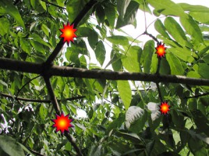 Opposite branching