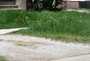 View Example of Overgrown Weeds